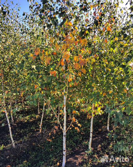 Саженцы Березы Клёна сосны можжевельника и др