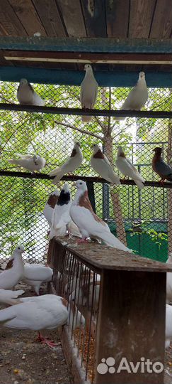 Голуби гривуны пермские