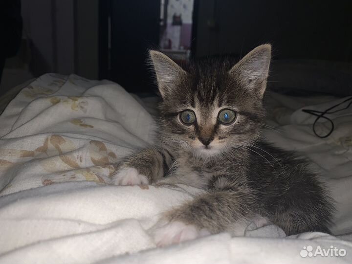 Кошка, коты