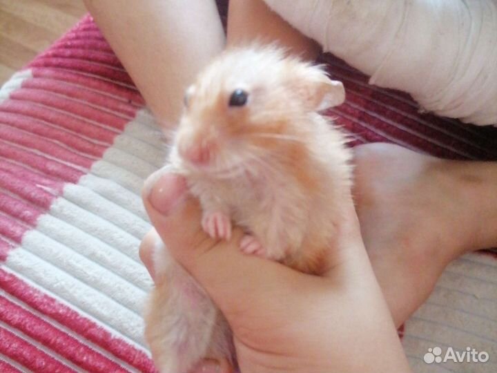 Катуна ед самец сирицский