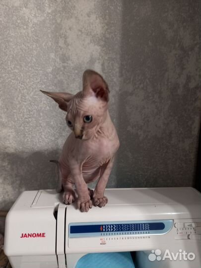 Канадский сфинкс котенок