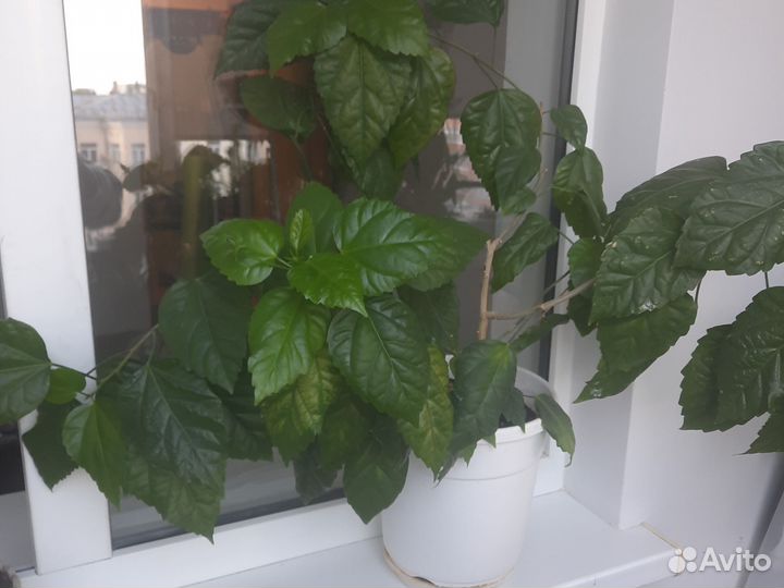 Гибискус китайская роза