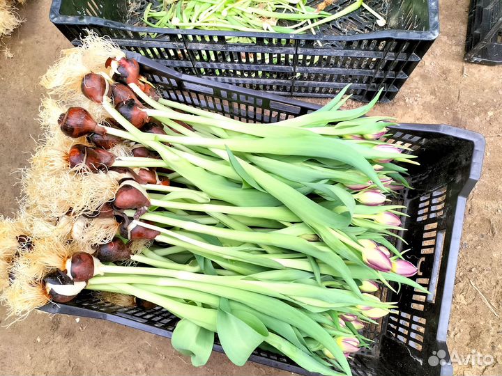 Луковицы тюльпанов для выгонки оптом