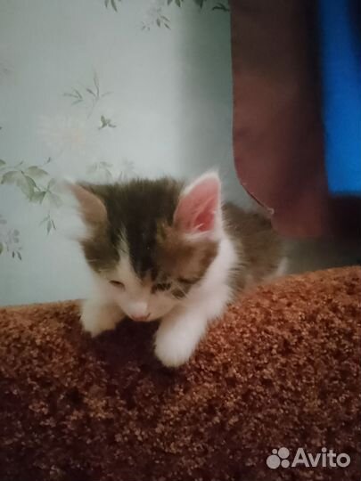 Кошка и котёнок