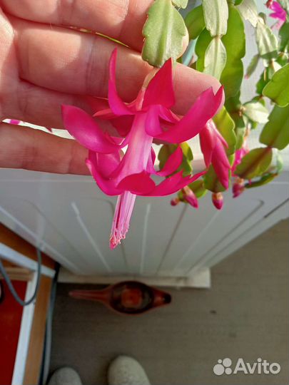 Комнатные цветы