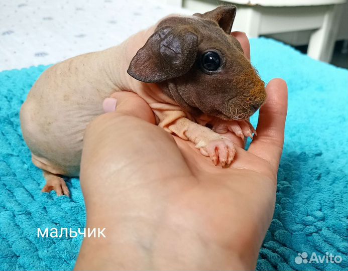 Морская свинка скинни