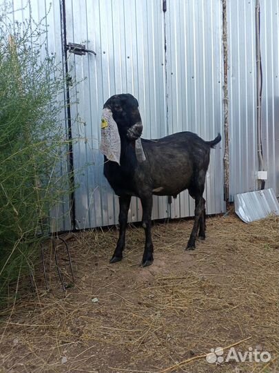 Продается Камори