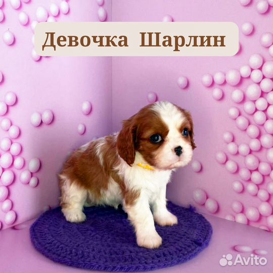 Кавалер кинг чарльз спаниель щенки