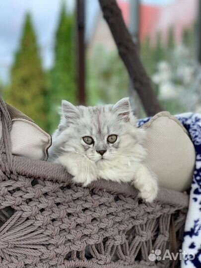 Котята персидская шиншилла