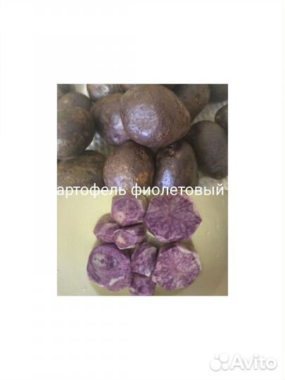 Картофель фиолетовый