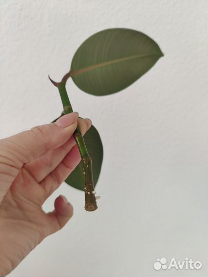 Фикус каучуконосный эластика