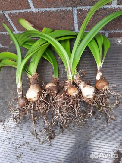 Гиппеаструм амариллис