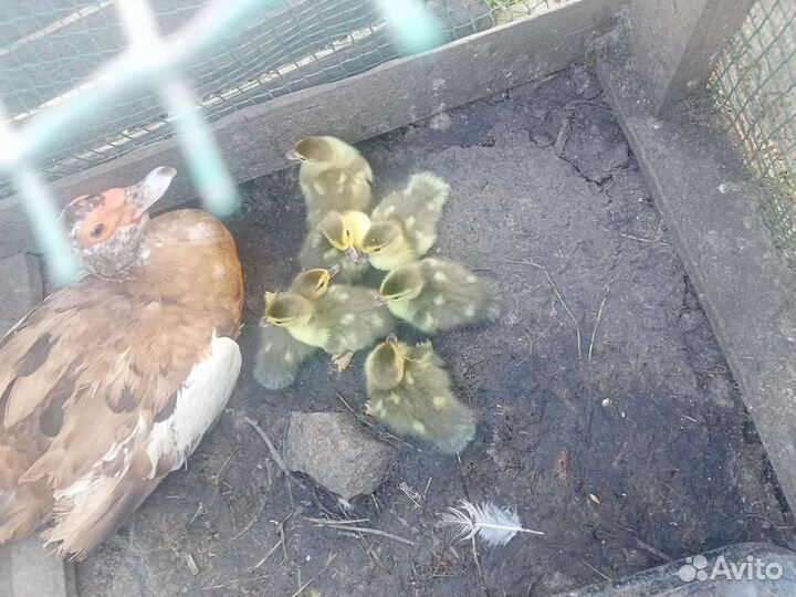 Продам индоутят