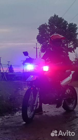 Racer panter 250 lite