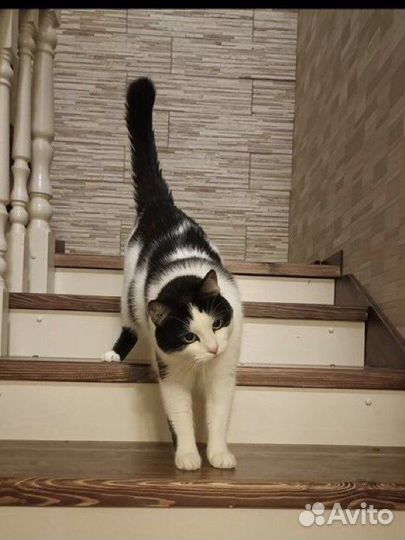 Передержка животных