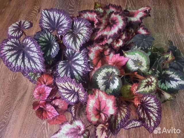 Бегонии сортовые