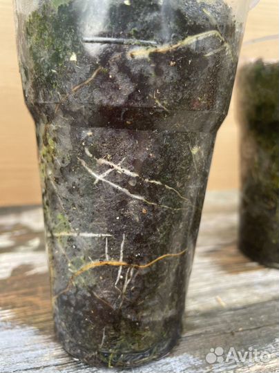 Фикус бенджамина