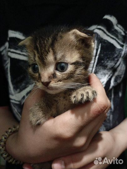 Британские вислоухие котята