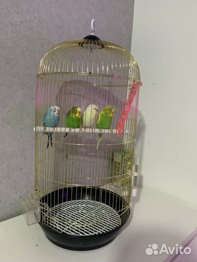 Клетка с попугаями