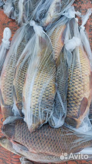 Свежая рыба