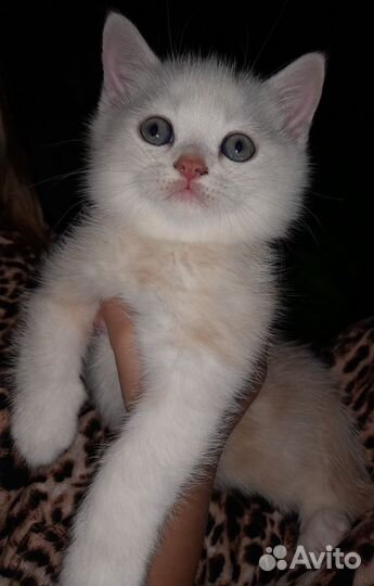 Шотландские котята