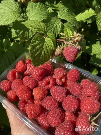 Саженцы малины ремонтантной