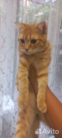 Потеряшка рыжий котик