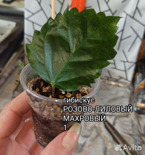 Гибискусы разные