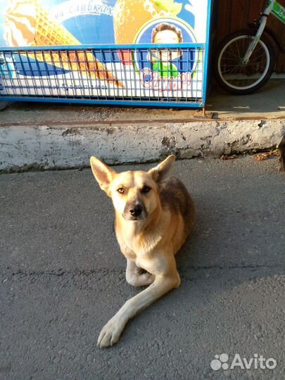 Собака в добрые руки отдам бесплатно