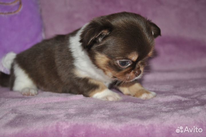 Мальчик редкой красоты