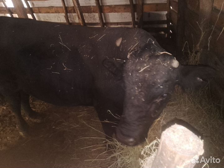 Бык племенной