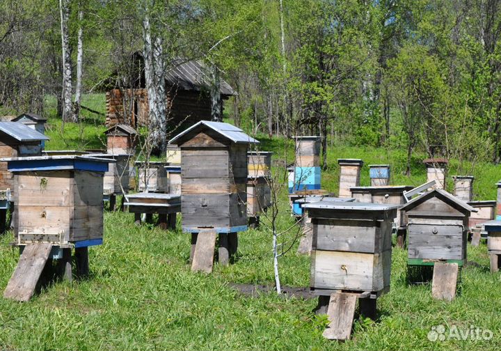 2024 Мёд натуральный алтайский опт