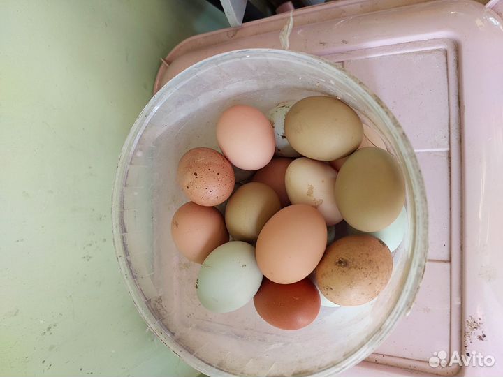 Яйца куриные