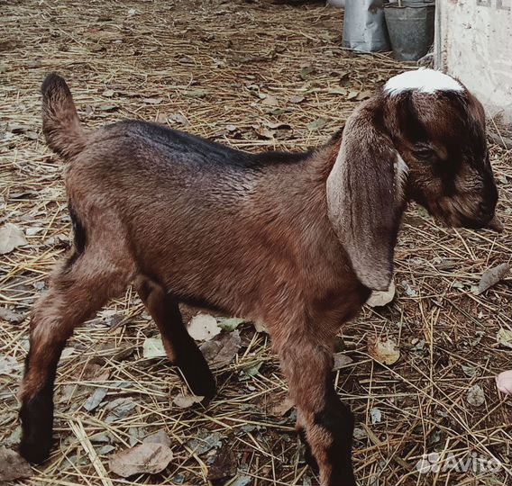 Англо нубийские козлята