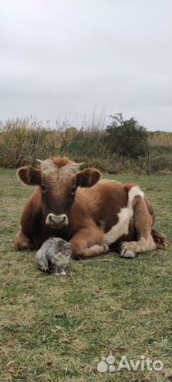 Коровы, бычок, телята