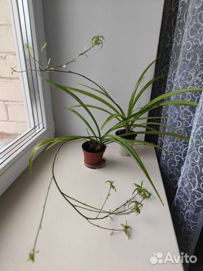 Хлорофитум хохлатый