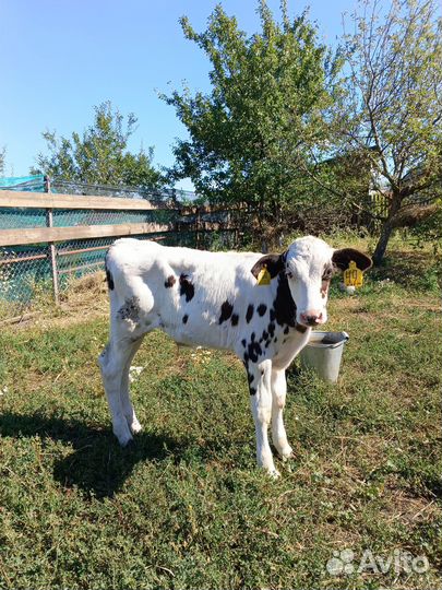 Телята бычки