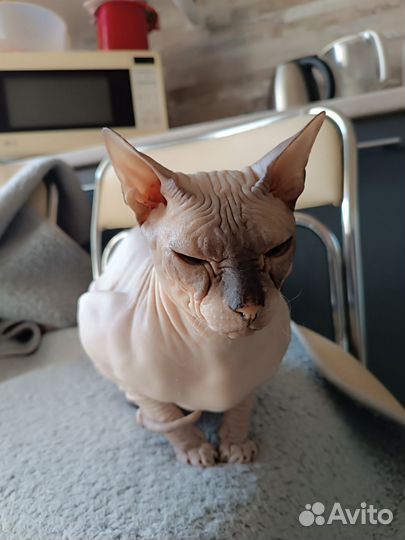 Донской сфинкс