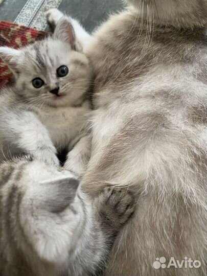 Отдам в добрые руки