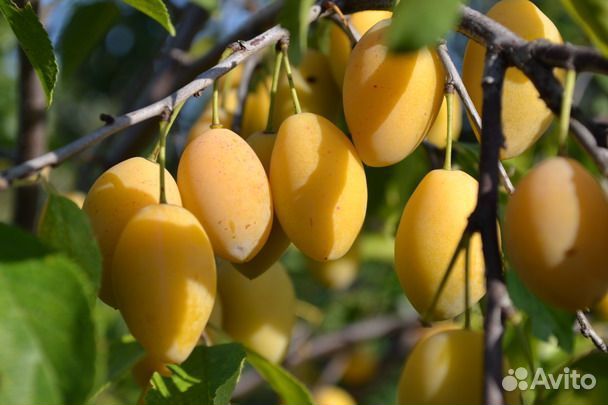 Слива, чёрная малина