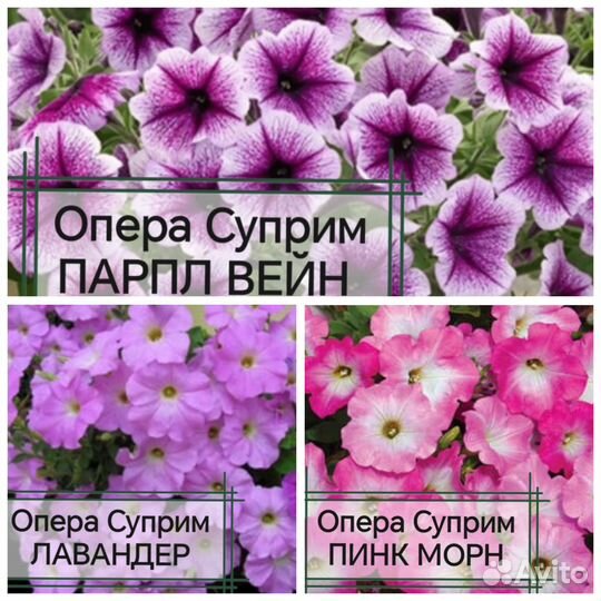 Петуния ампельная