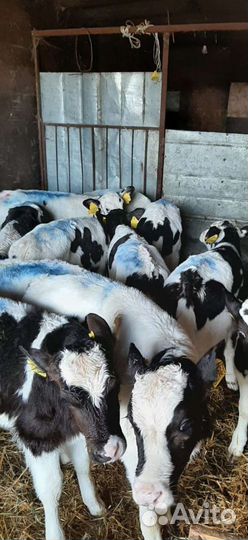 Телята бычки