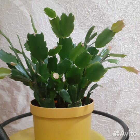 Шлюмберга оранжевая