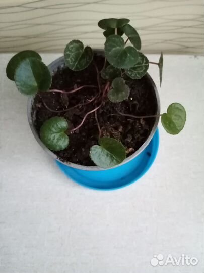 Антуриум белый