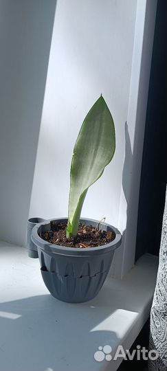 Сансевиерия муншайн