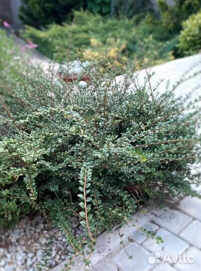 Жимолость шапочная, вечно зелёный кустарник