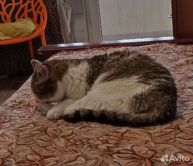 Кот в добрые руки