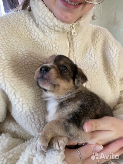 Щенки в добрые руки даром