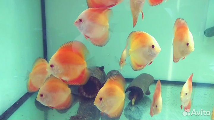 Дискус Ред Мелон