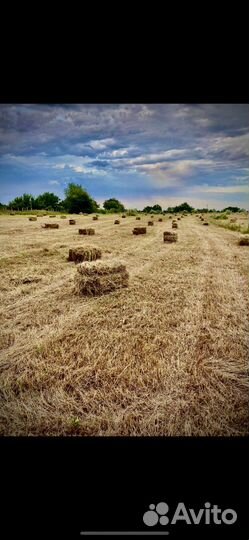 Сено люцерны в тюках